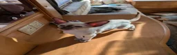 Siamese cats for sale: Beautiful Siamese kittens - Advert 6