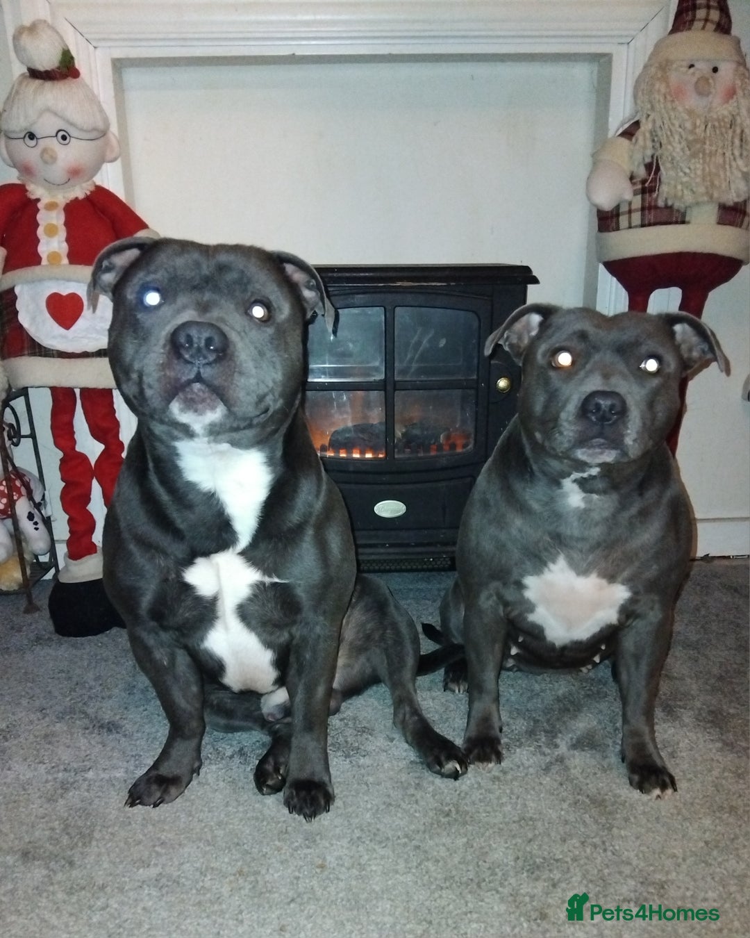 Staffordshire Bull Terrier dogs for sale: Blue Staffordshire Bull Terrier Puppies - Advert 4