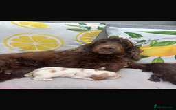 Cocker Spaniel dogs for sale: ⭐️ 5 star litter ⭐️ - Image 4