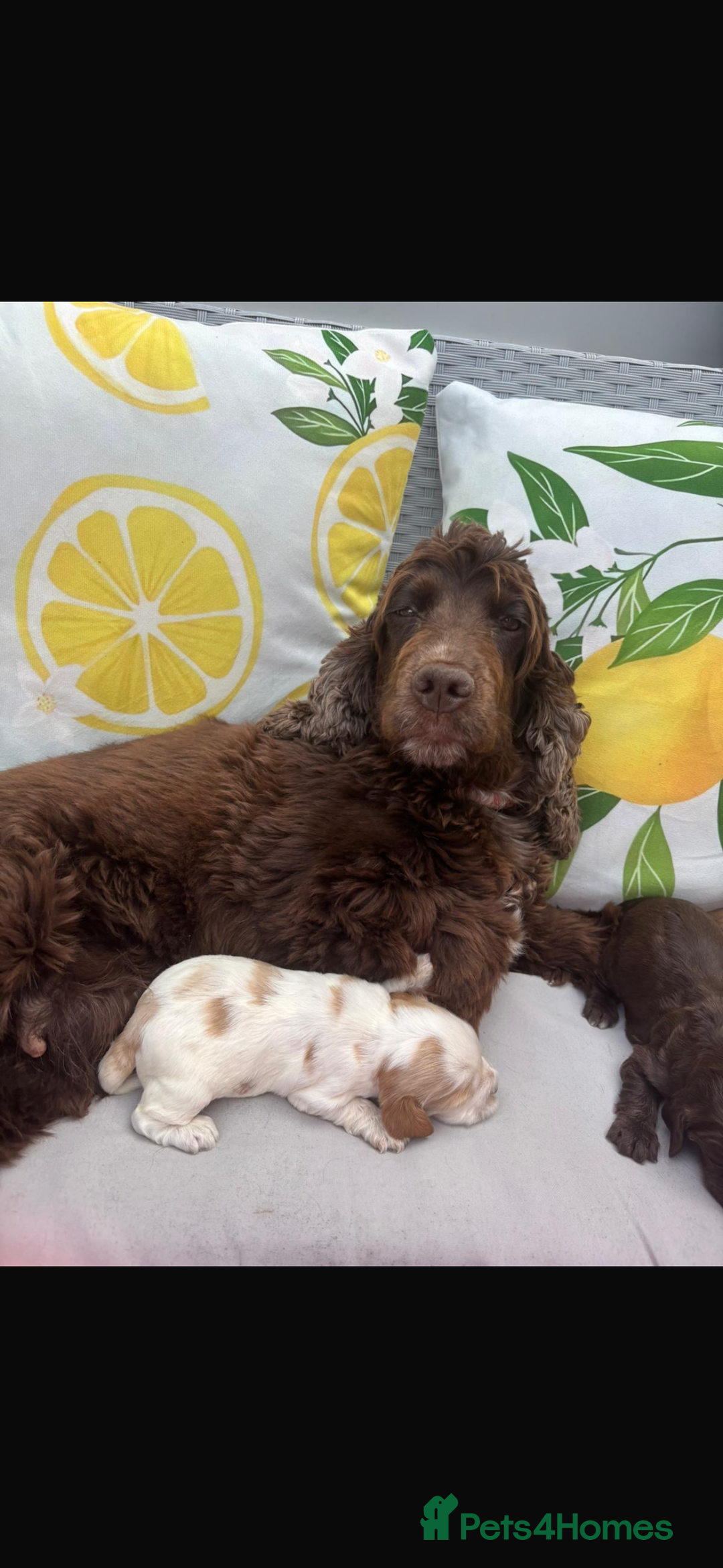 Cocker Spaniel dogs for sale: ⭐️ 5 star litter ⭐️ - Image 4