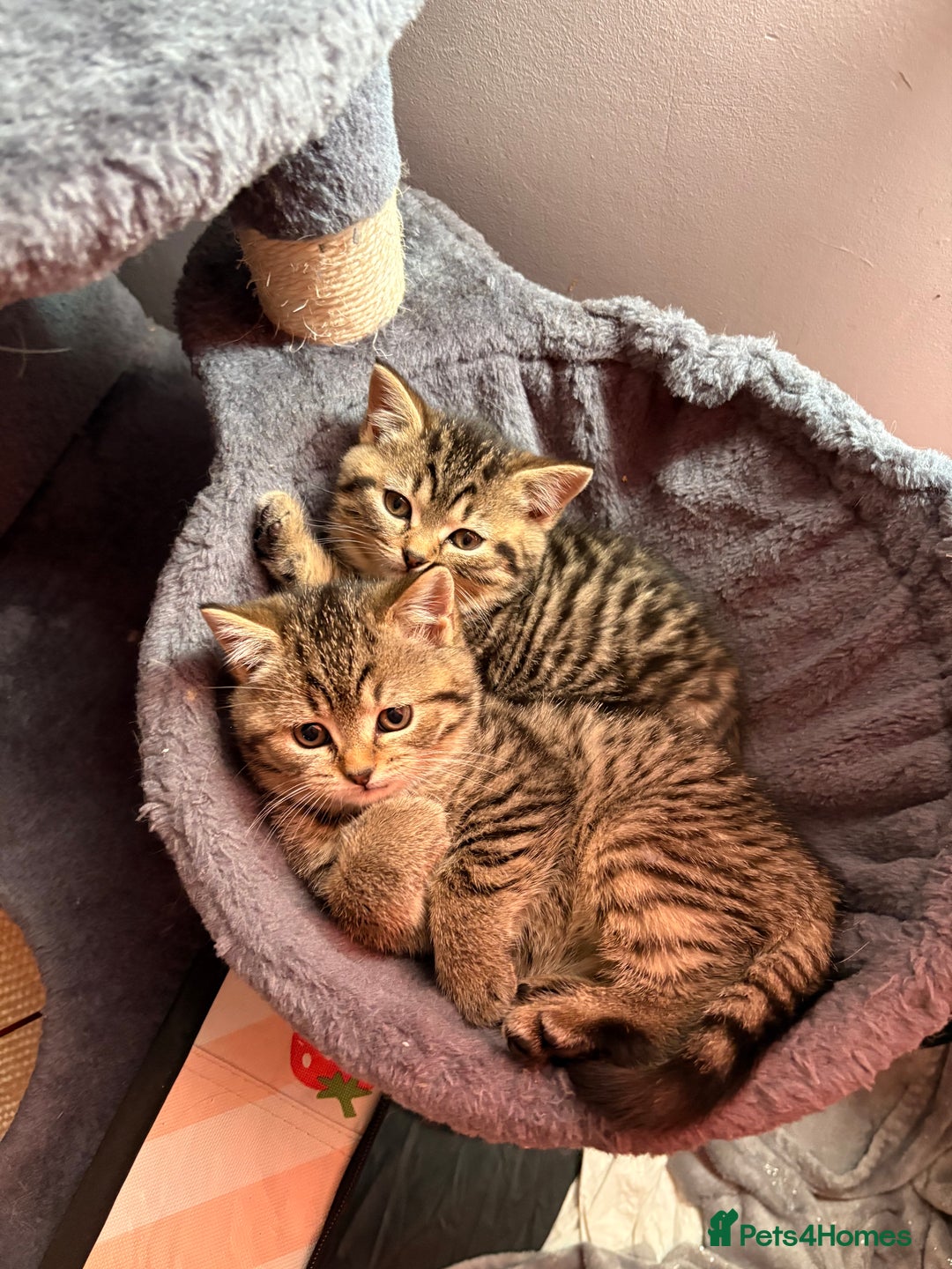 British Shorthair cats for sale: 6 Gorgeous British Shorthairs for sale  - Image 16