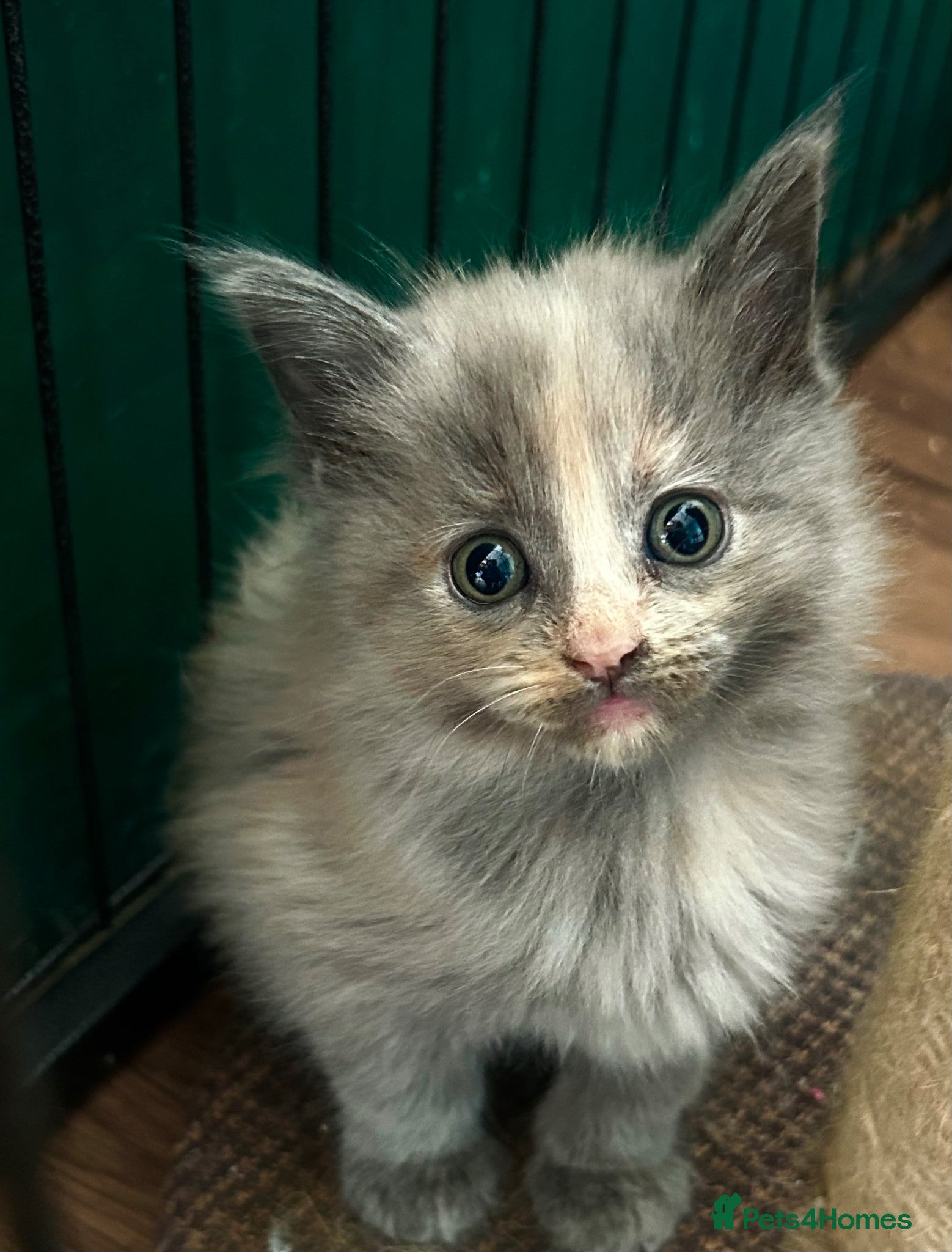 Maine Coon cats MAINE COON KITTENS FOR SALE 🐺🩶 - Advert 1