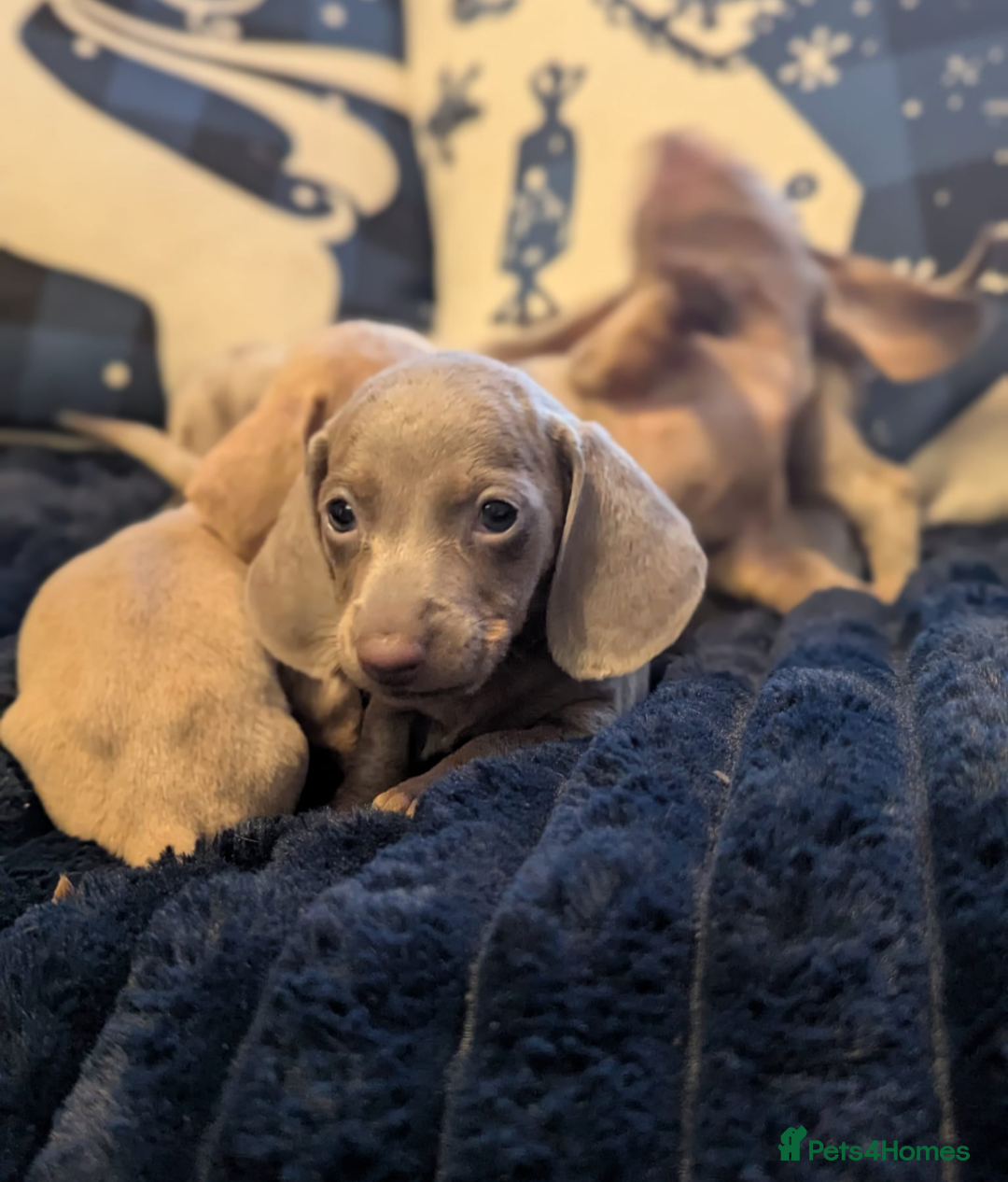 Miniature Dachshund dogs for sale: Miniature dachshund puppies  - Advert 8