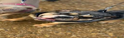 Mixed Breed dogs for sale: 2 pups left  - Advert 1