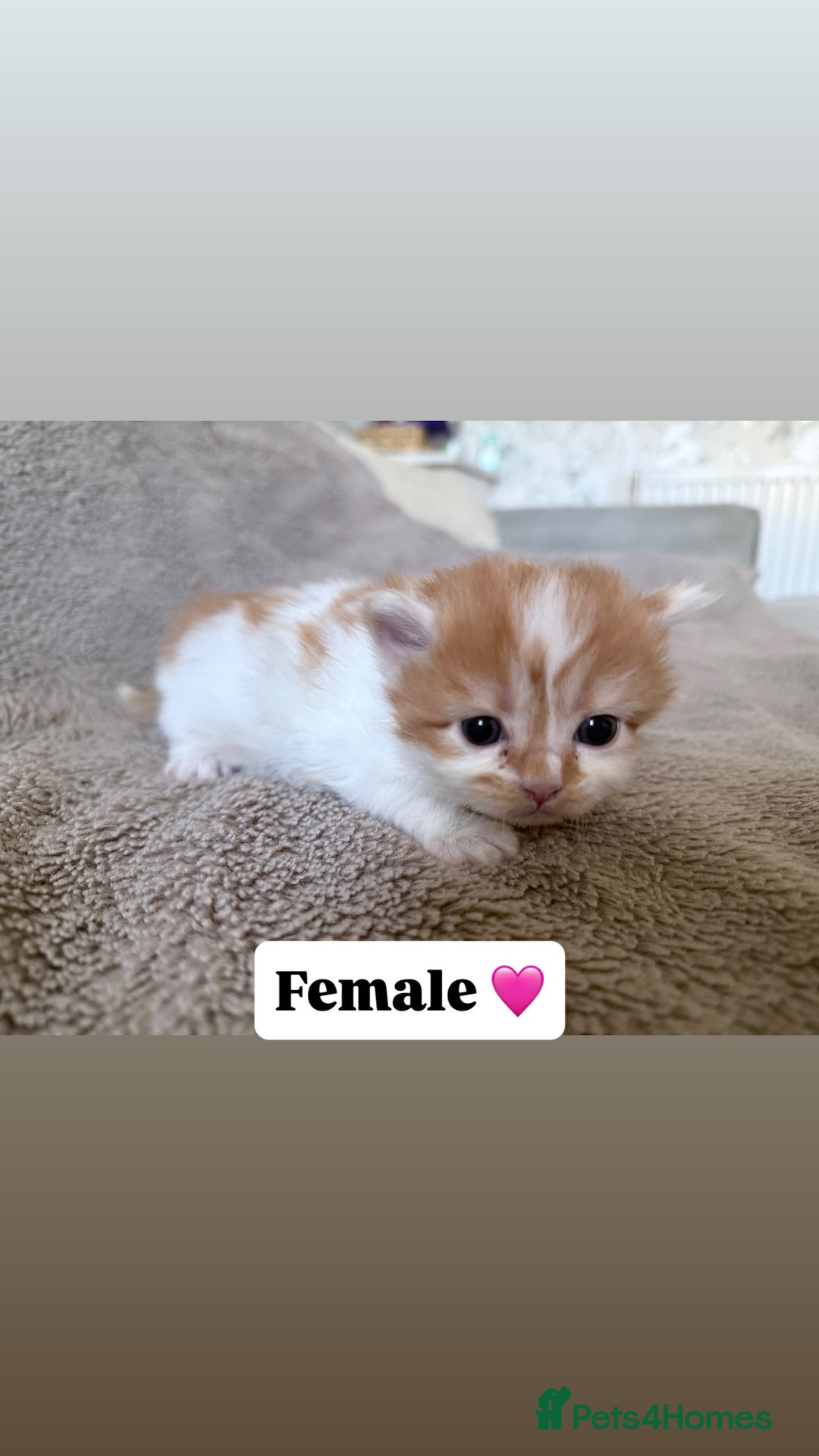 Persian cats for sale: Persian kittens for sale - Advert 3