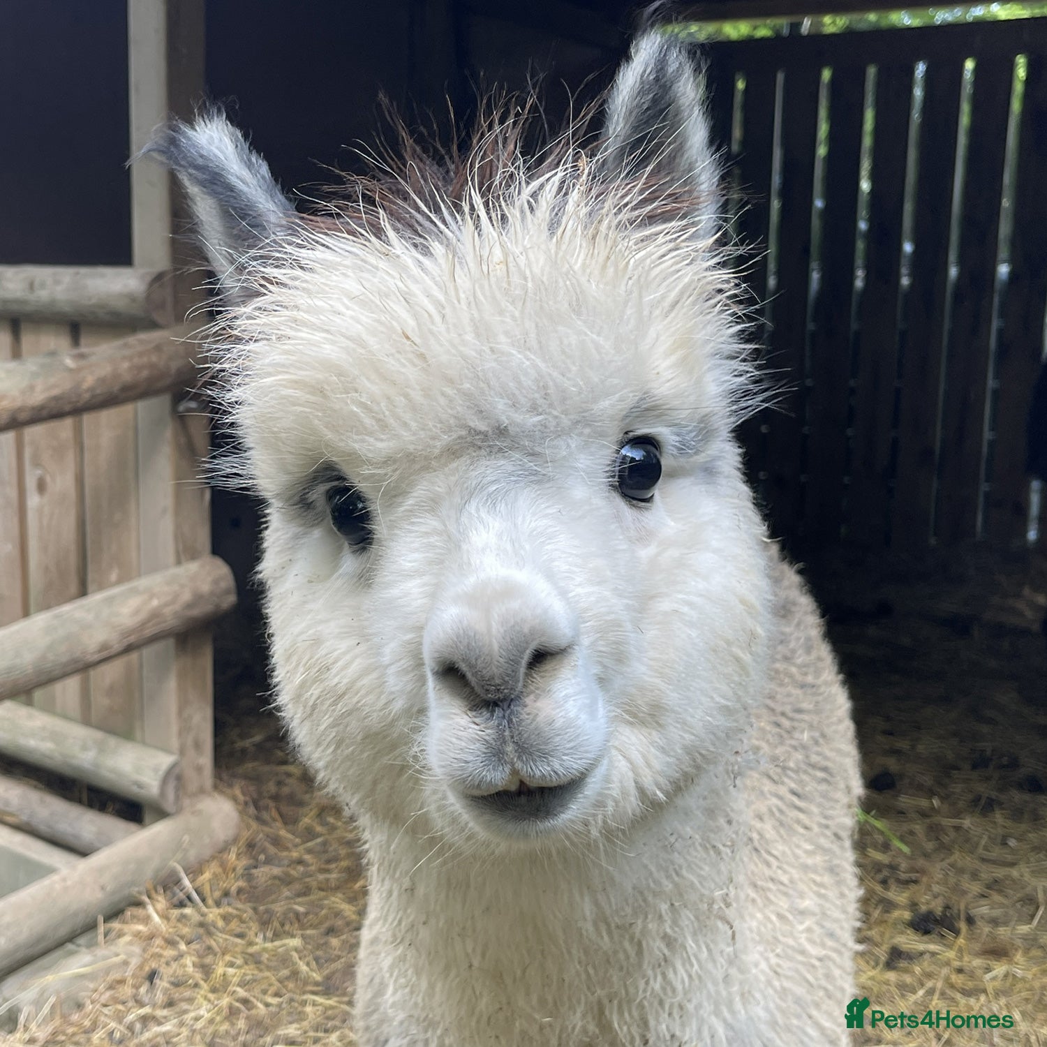 Alpaca livestock Silver Grey Male Alpaca  - Advert 14