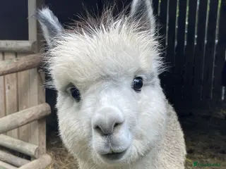 Alpaca livestock Silver Grey Male Alpaca - Advert 5