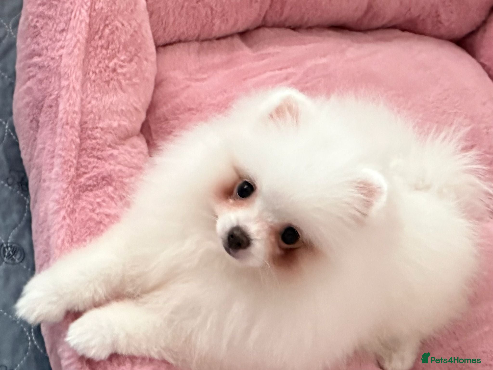 Pomeranian dogs Tiny White snow Pomeranian Puppies  - Advert 3
