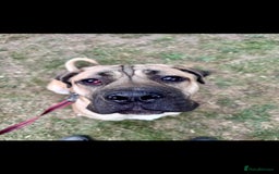 Cane Corso dogs for sale: Cane Corso Male – Born 3rd October 2024 - Image 5
