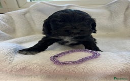 Cocker Spaniel dogs for sale: Kc registered Show cocker spaniel  - Image 10