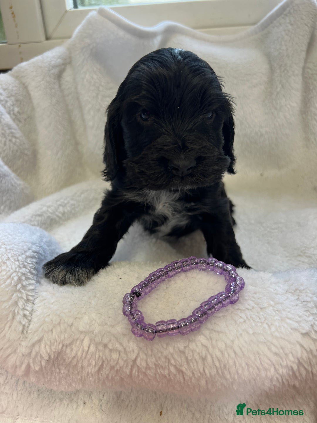 Cocker Spaniel dogs for sale: Kc registered Show cocker spaniel  - Image 10