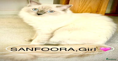 Ragdoll cats Lovely Ragdoll looking for lovely family - Advert 2