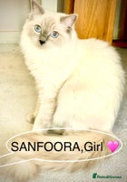 Ragdoll cats Lovely Ragdoll looking for lovely family - Advert 2