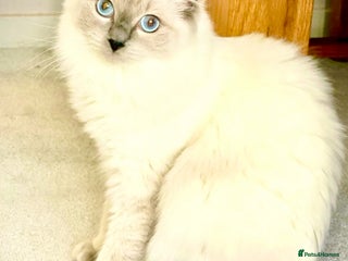 Ragdoll cats for sale: Lovely Ragdoll looking for lovely family - Advert 1
