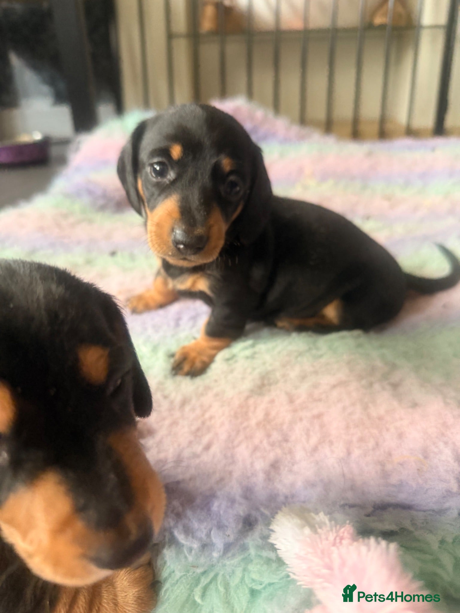 Dachshund dogs 4 traditional Black and Tan dachshund puppies  - Advert 8