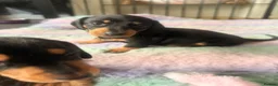 Dachshund dogs for sale: 4 traditional Black and Tan dachshund puppies  - Advert 1