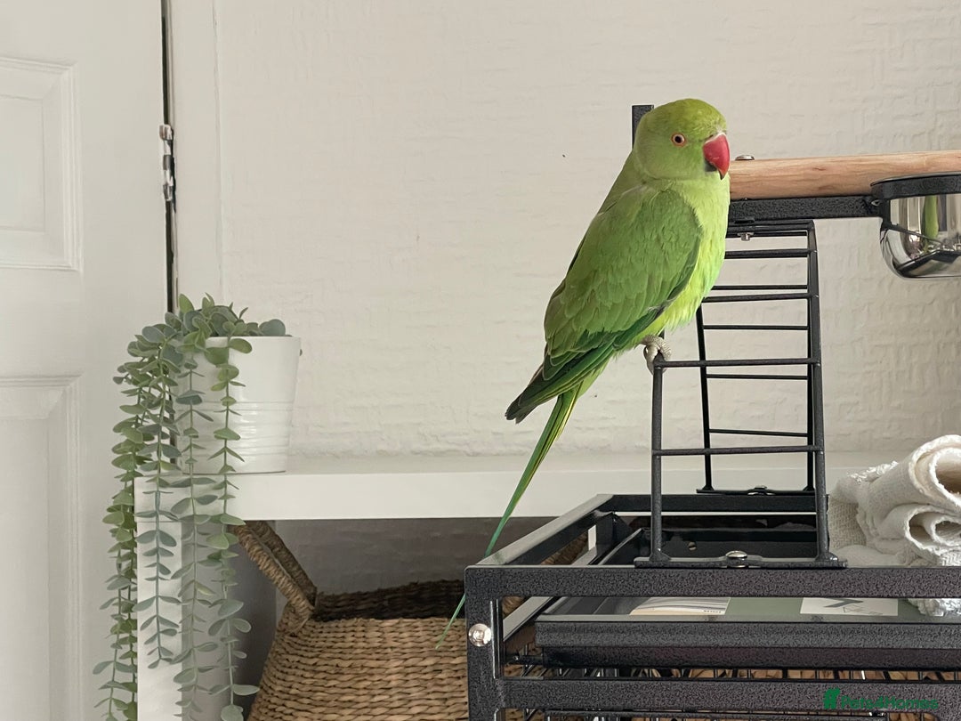 Ringnecks birds for sale: indian ring neck // cage - Image 8