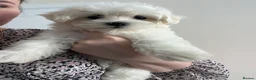 Maltese dogs for sale: Maltese-small size/hypoallergenic 3 boys-left! - Advert 3