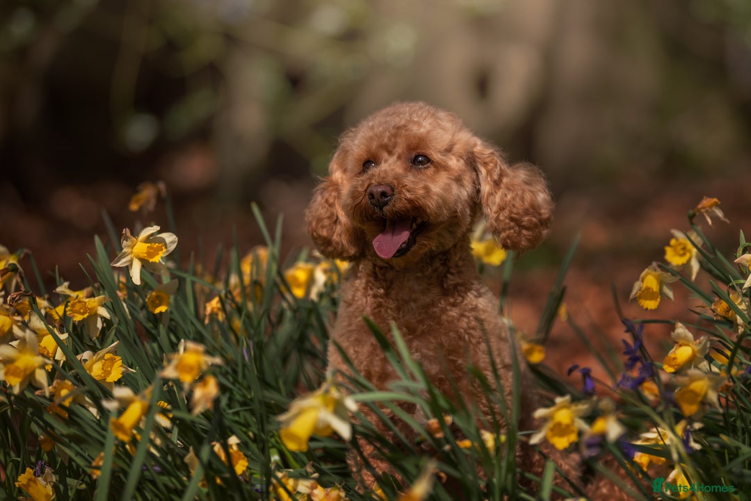 Mixed Breed dogs for sale: Bella - Poochon sisters for sale together  - Advert 3