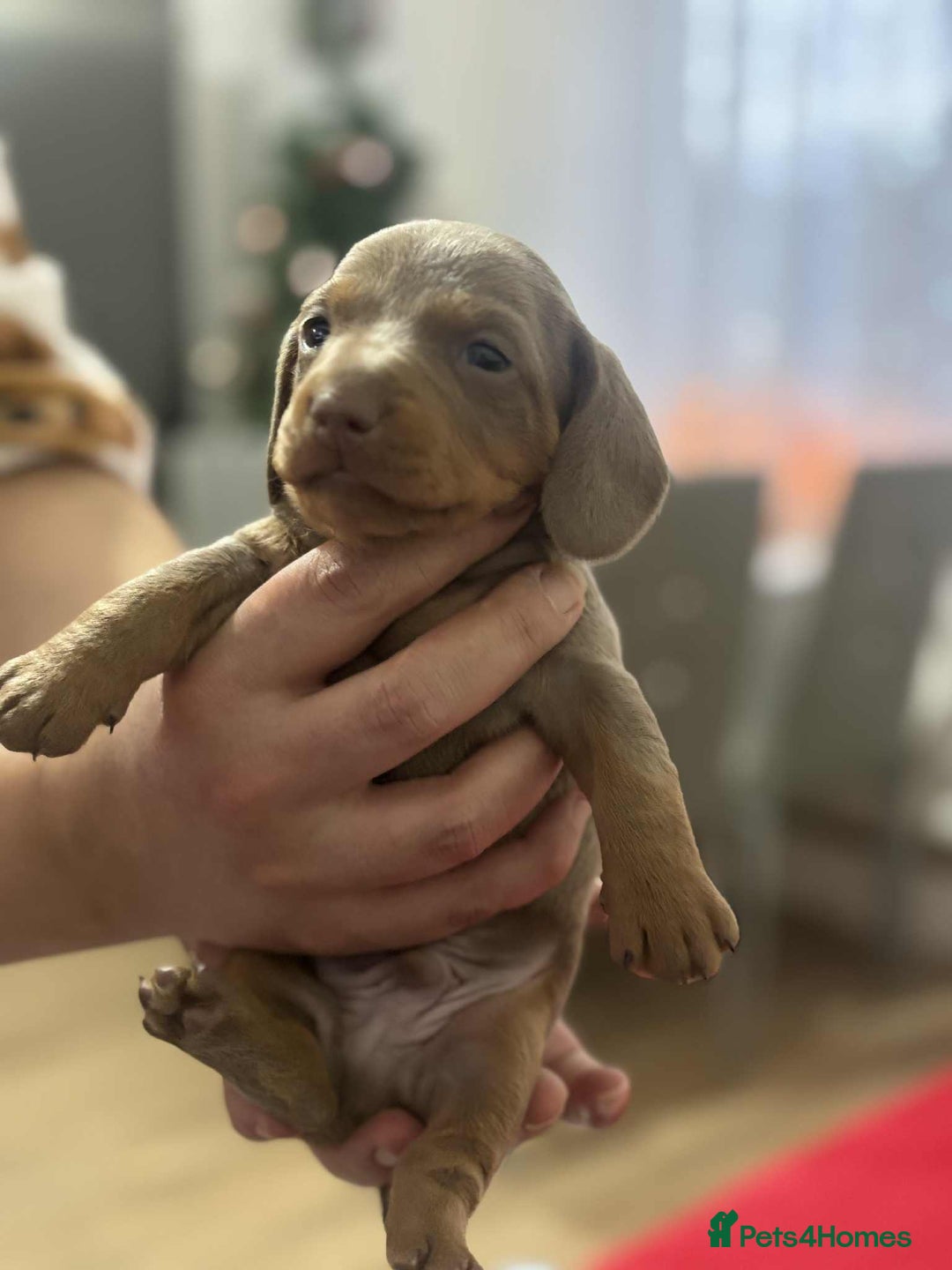 Miniature Dachshund dogs for sale: 6 Beautifull mini dachshunds - Advert 11