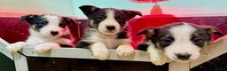 Border Collie dogs for sale: Black Tri Border Collie Puppies  - Advert 5