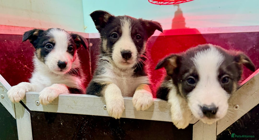 Border Collie dogs for sale: Black Tri Border Collie Puppies  - Advert 5