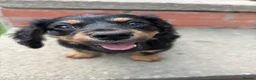 Miniature Dachshund dogs for sale: Miniature Dachshund - Advert 2