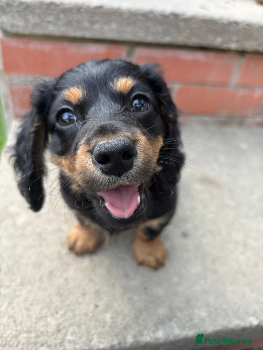 Miniature Dachshund dogs for sale: Miniature Dachshund - Advert 2