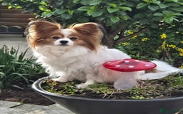 Papillon dogs for sale: 3 lovely Papillon boys  - Image 2