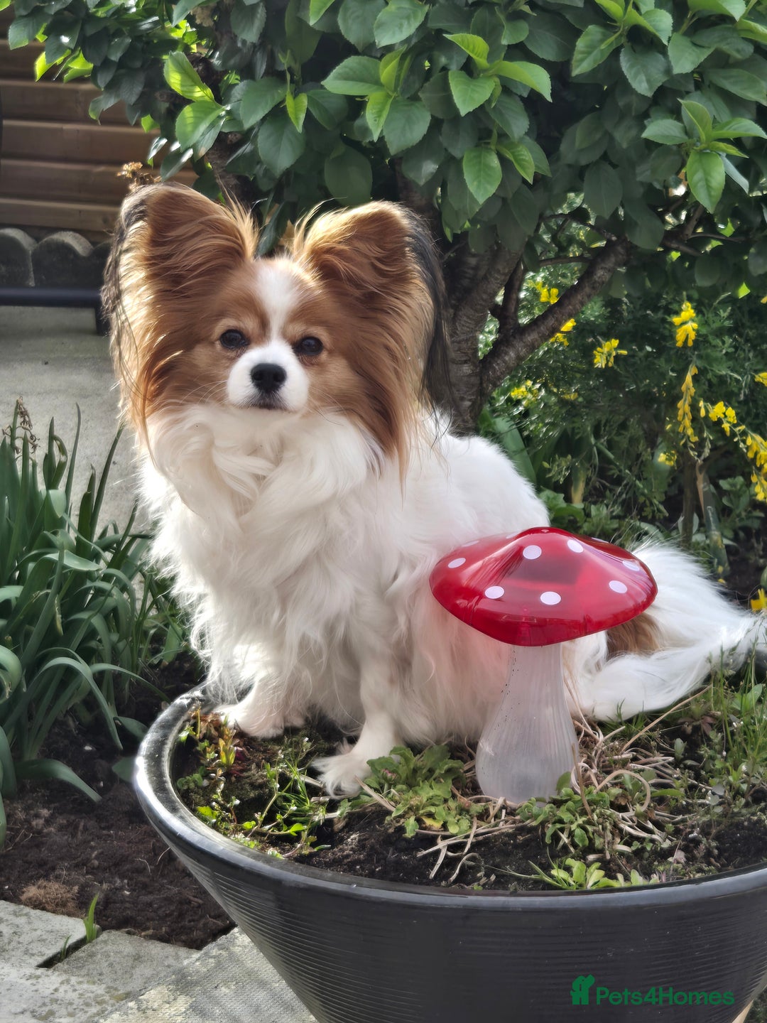 Papillon dogs for sale: 3 lovely Papillon boys  - Image 2