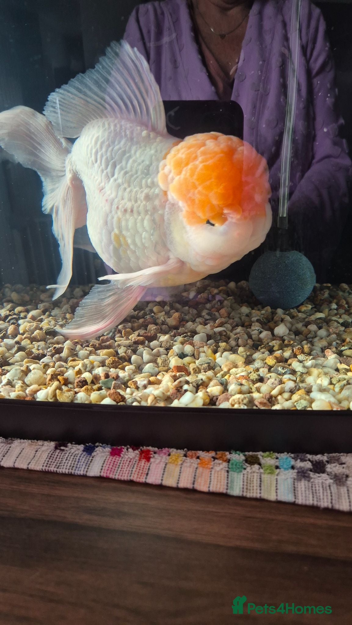 Fancy Goldfish fish GIANT ORANDA - Advert 1