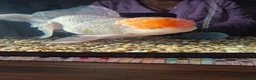 Fancy Goldfish fish for sale: GIANT ORANDA - Advert 1