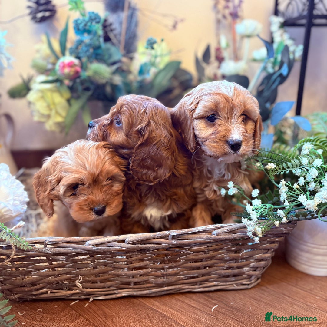 Cavapoo dogs for sale: Health tested toy cavapoo boys - Advert 8
