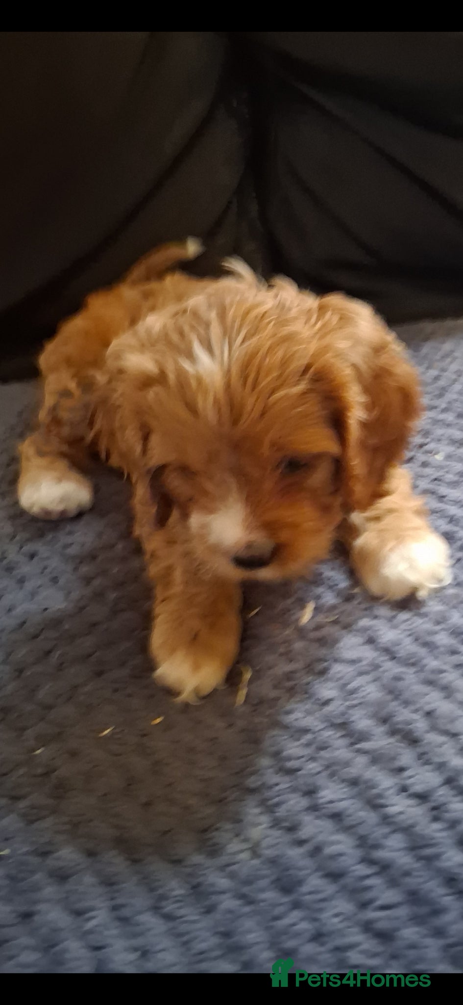 Cavapoo dogs Extensively health tested f1 cavapoos - Advert 2