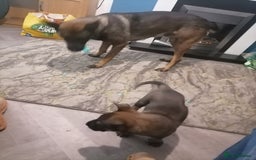 Belgian Shepherd Dog dogs for sale: Female Belgian malinois  - Image 5