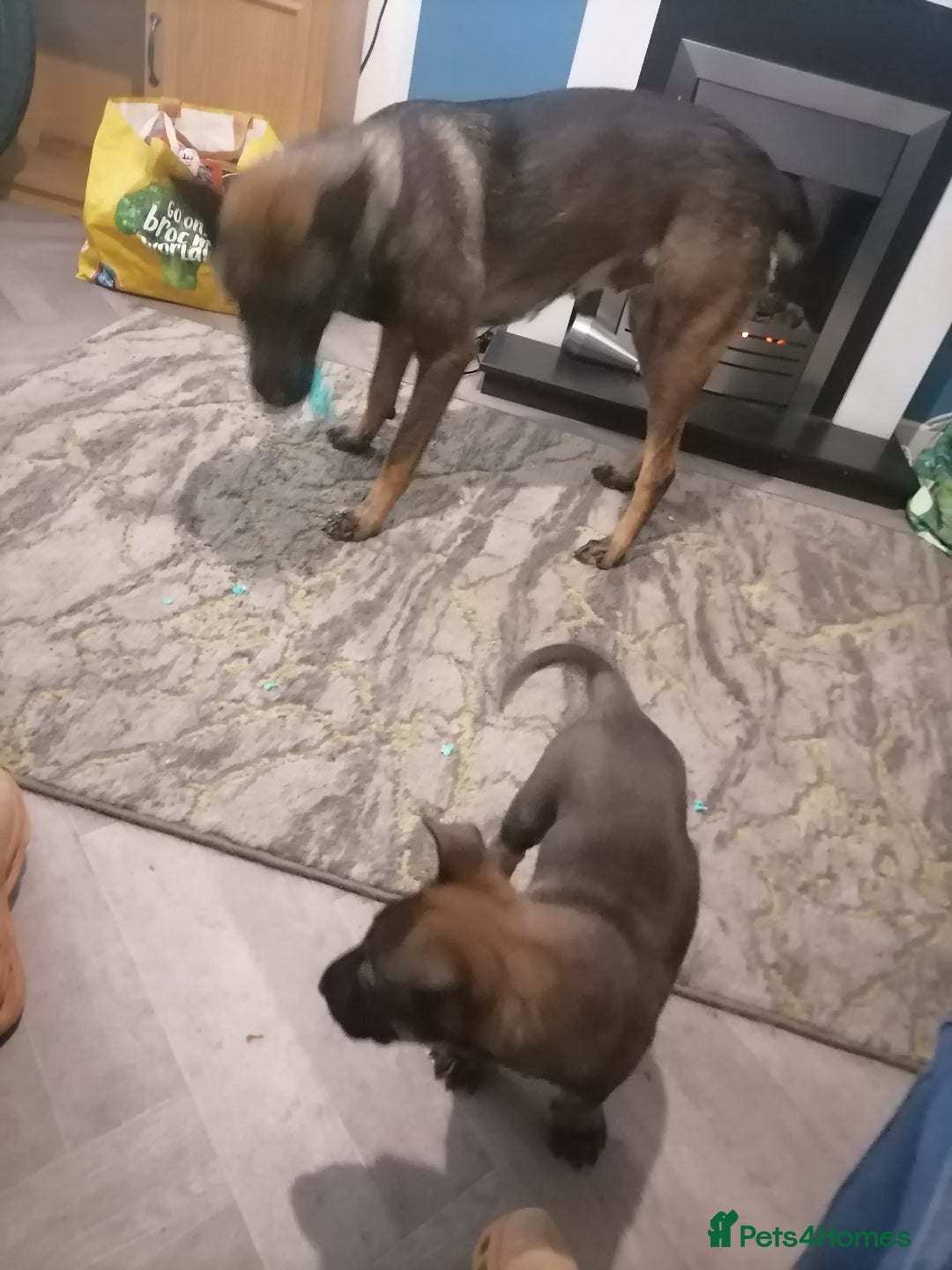 Belgian Shepherd Dog dogs for sale: Female Belgian malinois  - Image 5