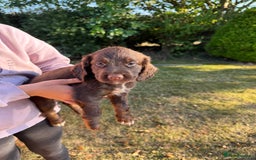 Cocker Spaniel dogs for sale: Working cocker spaniels  - Image 21