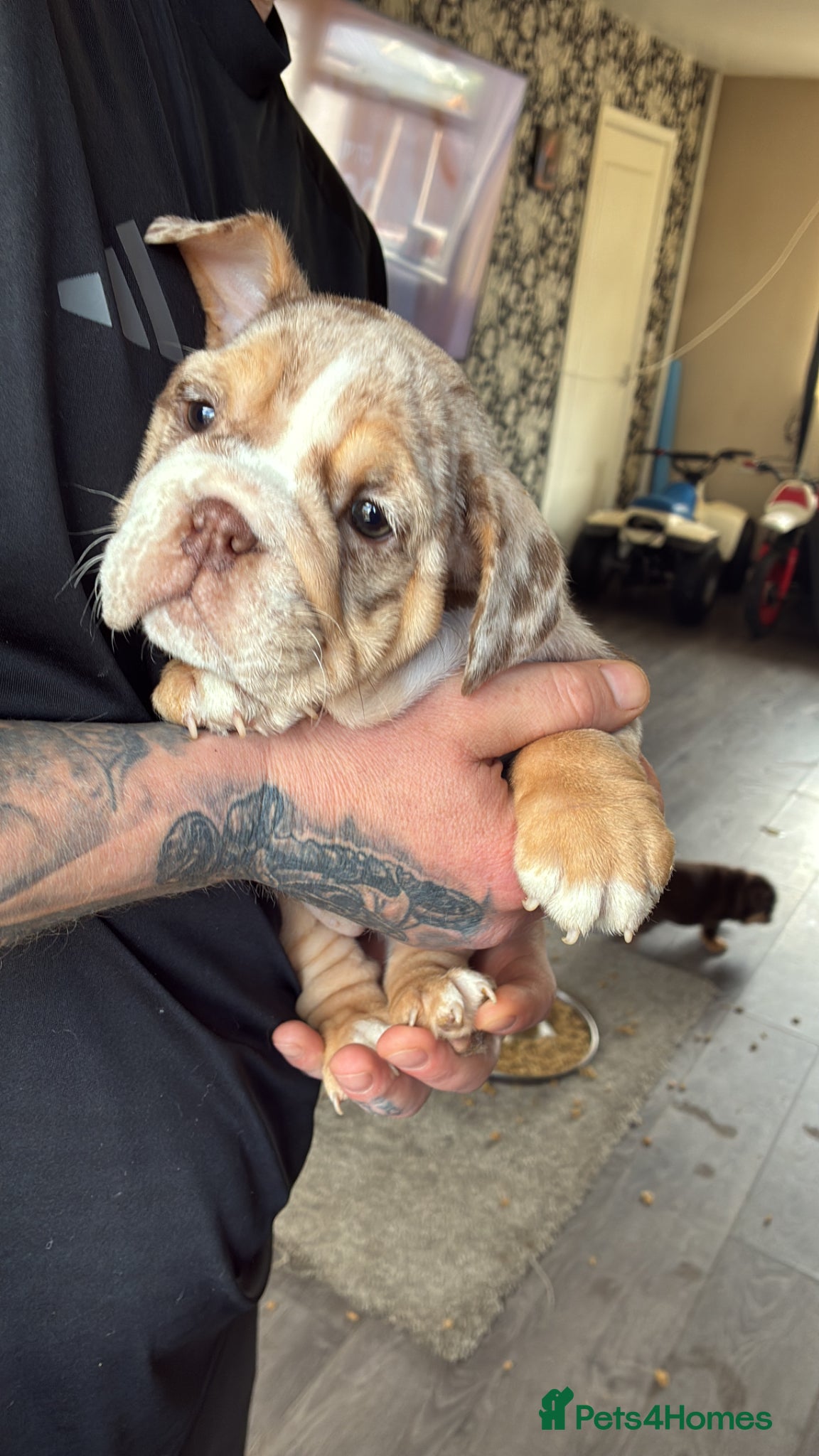 English Bulldog dogs 2 female English bulldog puppies - Advert 8