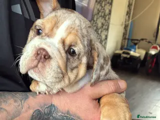 English Bulldog dogs 2 female English bulldog puppies - Advert 8