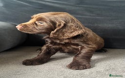 Cocker Spaniel dogs for sale: ADORABLE COCKER SPANIELS  - Image 2