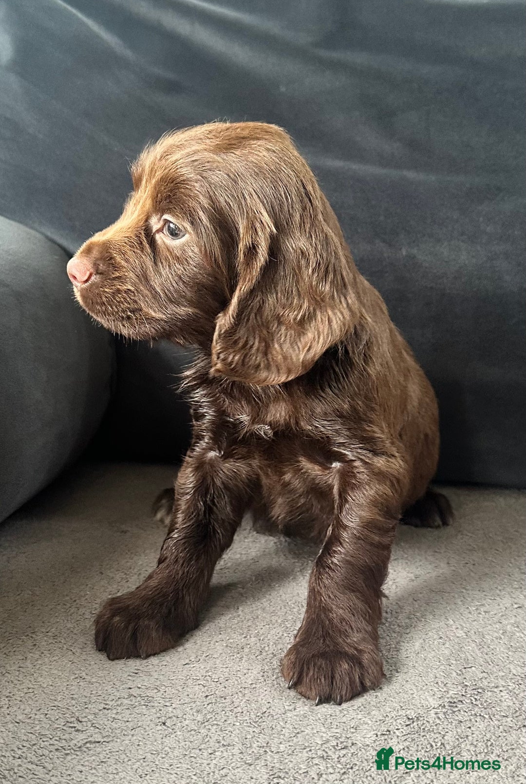 Cocker Spaniel dogs for sale: ADORABLE COCKER SPANIELS  - Image 2