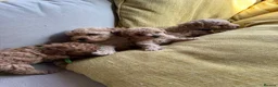 Toy Poodle dogs for sale: Toy poodle - Advert 22