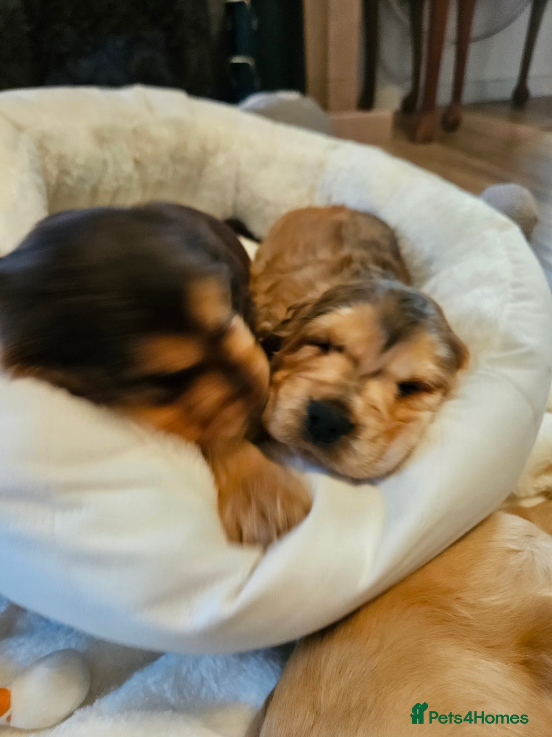 Cocker Spaniel dogs for sale: 🐾 KC Show Cocker Puppies 💛 Fully Health Tested  - Image 6