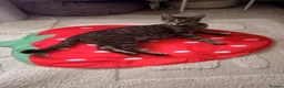 Mixed Breed cats for sale: 5 female kittens in Newbury - Advert 2