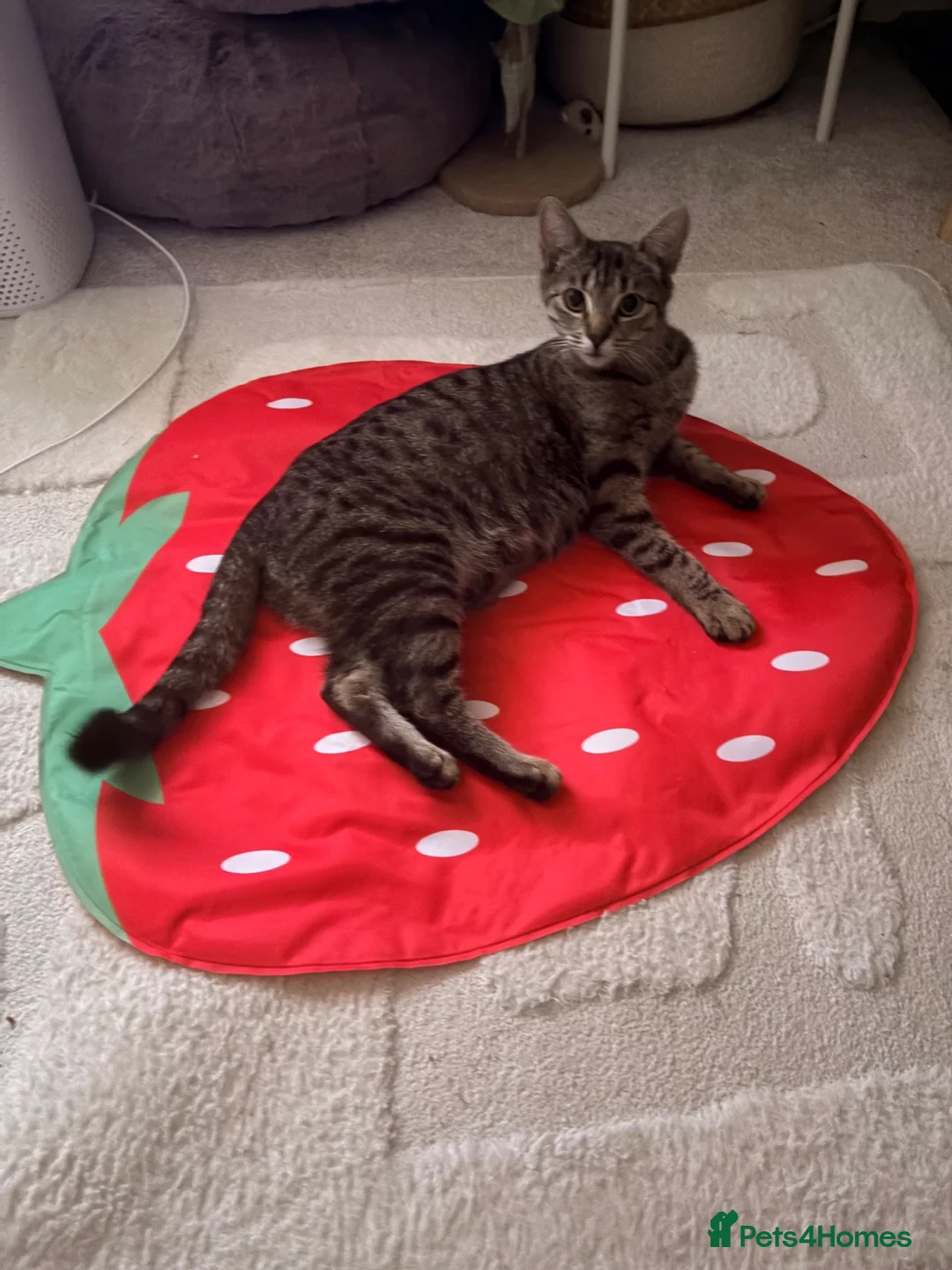 Mixed Breed cats for sale: 5 female kittens in Newbury - Advert 2