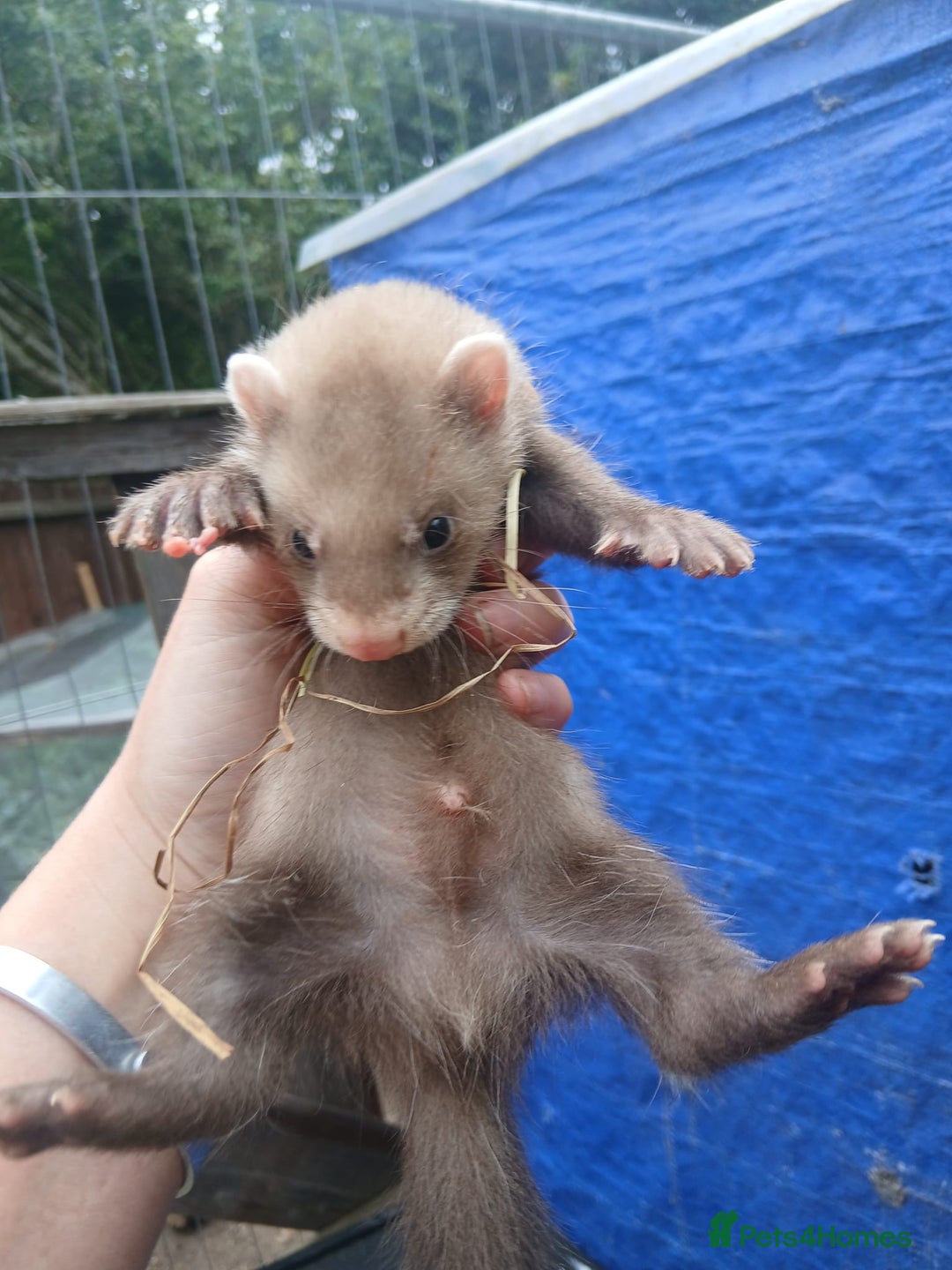 Ferret rodents for sale: Working stock ferrets - Image 4