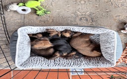 Norfolk Terrier dogs for sale: Norfolk Terriers for sale 🐶 - Image 2