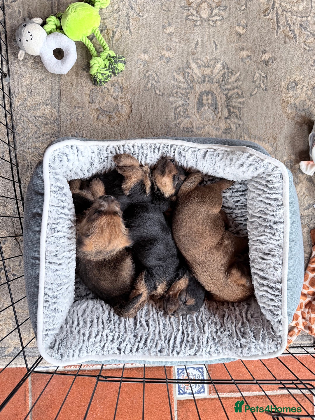 Norfolk Terrier dogs for sale: Norfolk Terriers for sale 🐶 - Image 2