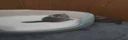 British Shorthair cats for sale: British shorthair  - Advert 6
