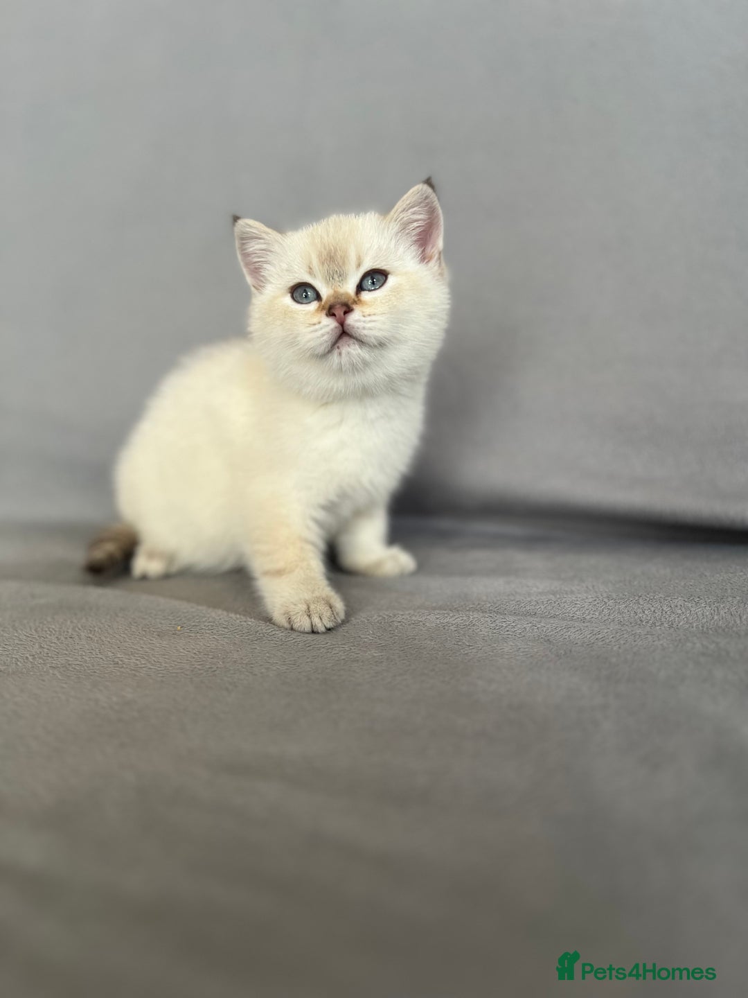 British Shorthair cats for sale: 🐾 Purebred BSH Kittens 🐾 - Advert 8